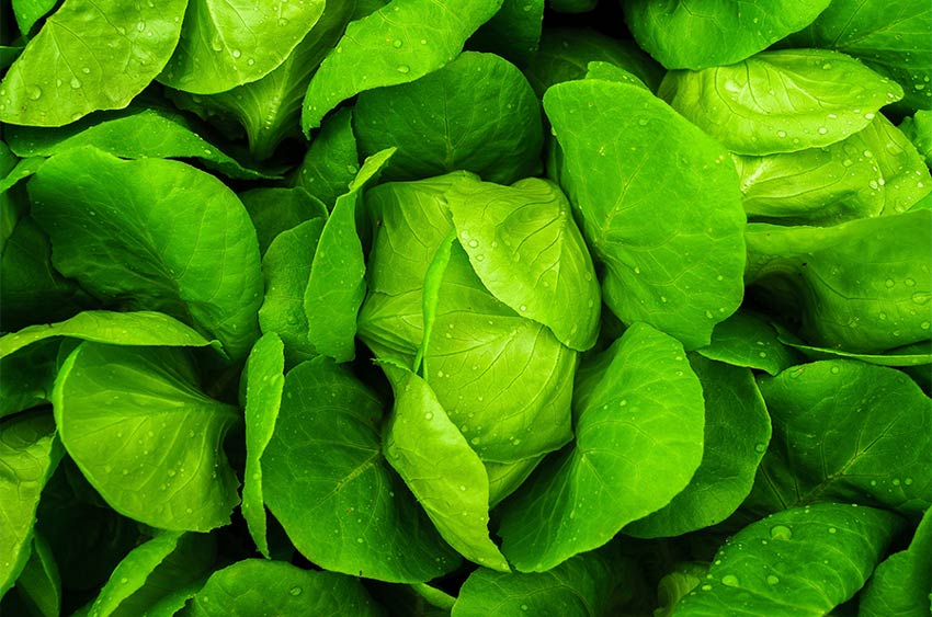 características de los productos ecológicos